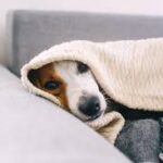 Qué necesita tu mascota en casa para no vivir estresada, según los especialistas