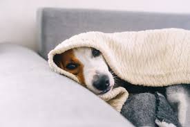 Qué necesita tu mascota en casa para no vivir estresada, según los especialistas