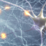 Cinco hábitos sencillos para regenerar las neuronas
