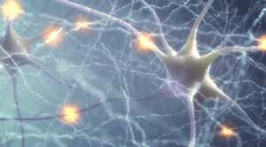 Cinco hábitos sencillos para regenerar las neuronas
