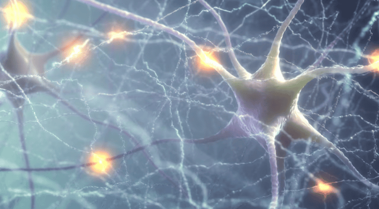 Cinco hábitos sencillos para regenerar las neuronas
